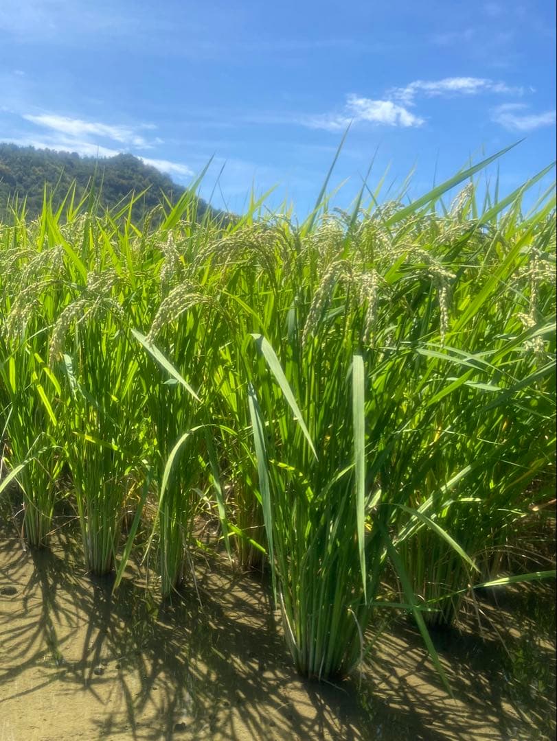 Natural farming自然栽培玄 免疫活性化伊藤悦男 アポトーシス 食養