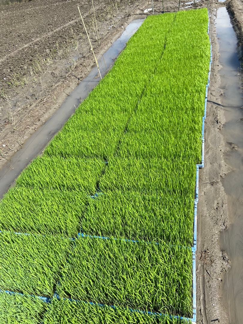 Natural farming自然栽培玄 免疫活性化伊藤悦男 アポトーシス 食養