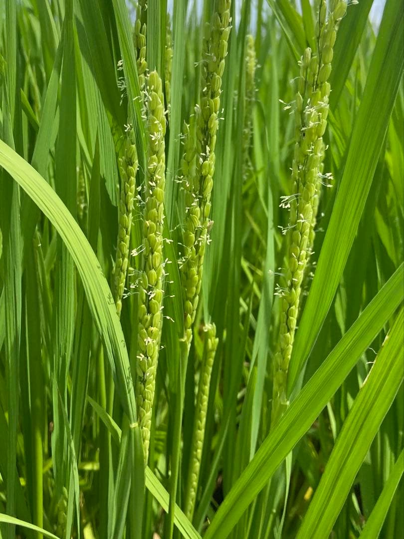 Natural farming自然栽培玄 免疫活性化伊藤悦男 アポトーシス 食養
