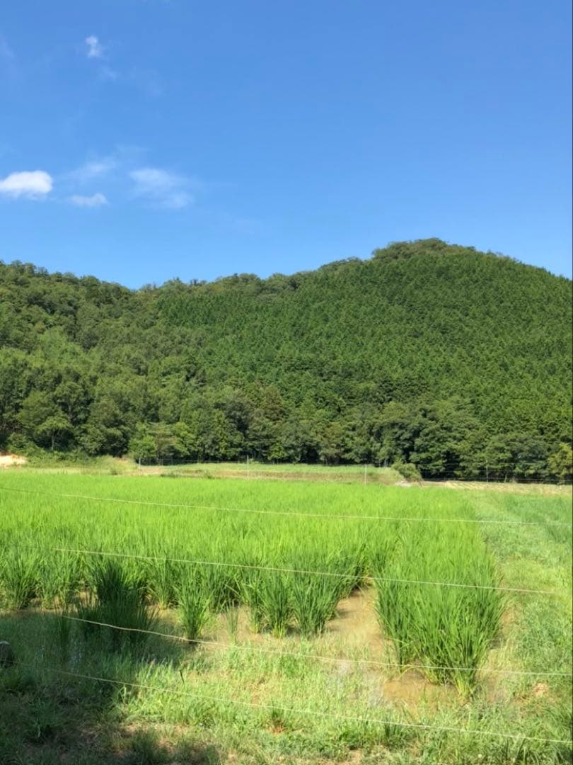 Natural farming自然栽培玄 免疫活性化伊藤悦男 アポトーシス 食養
