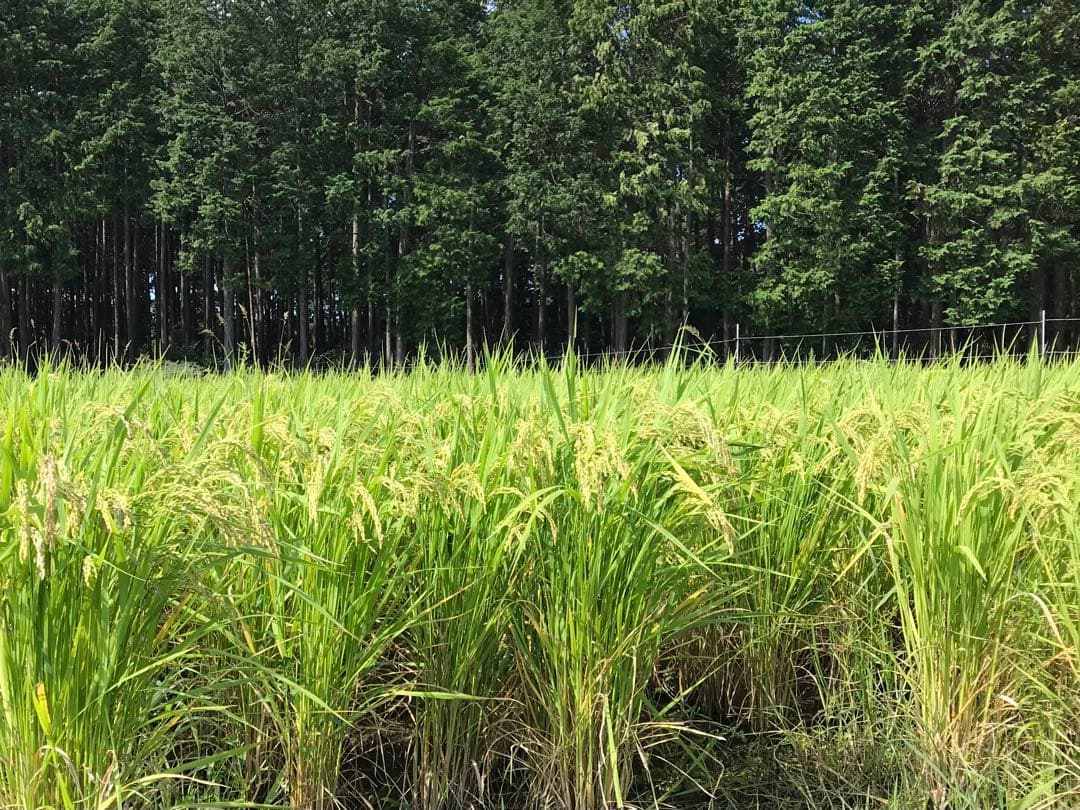 Natural farming自然栽培玄 免疫活性化伊藤悦男 アポトーシス 食養