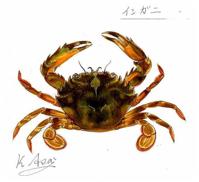 生物細密画（水彩）「イシガニ