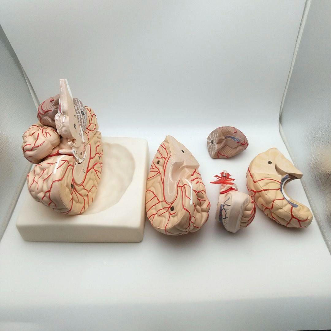 値下【美品】人脳８分割モデル 前頭葉 頭頂葉 側頭葉 後頭葉 脳幹 小脳 左右