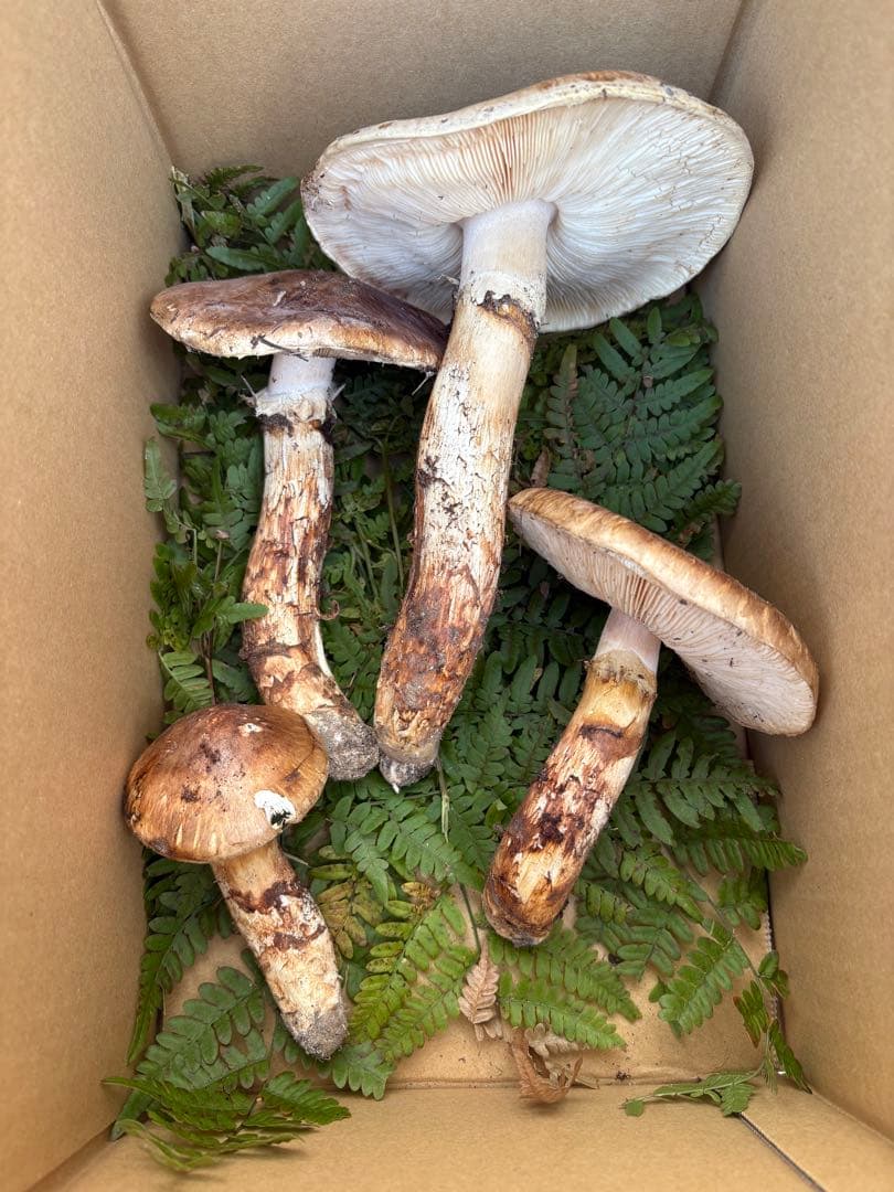 岩手県　岩泉産　松茸　約490g