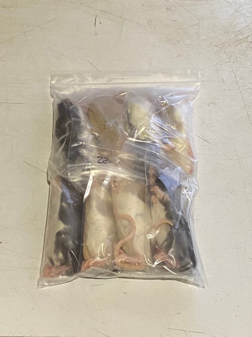 【訳あり】冷凍ラット 35〜50ｇ SSサイズ 40匹セット