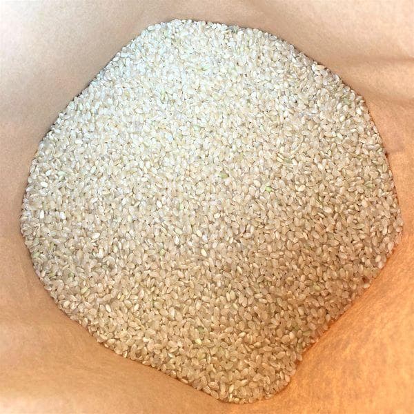 農家保有米 令和7年産 コシヒカリ 20kg(5kg×4) 玄米 20キロ 新米