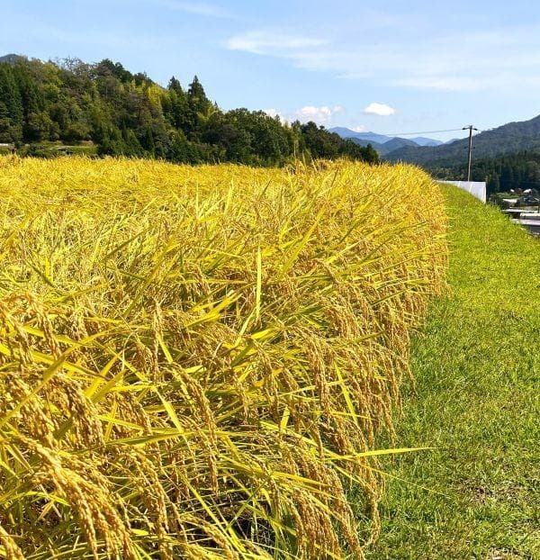 農家保有米 令和7年産 コシヒカリ 20kg(5kg×4) 玄米 20キロ 新米