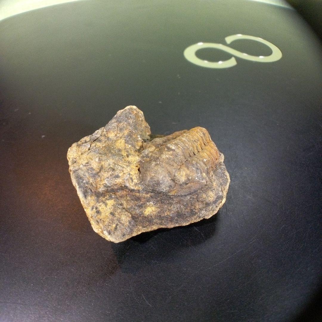 三葉虫　化石　fossil　ボリビア　trilobite　三葉虫綱　三葉虫管理②