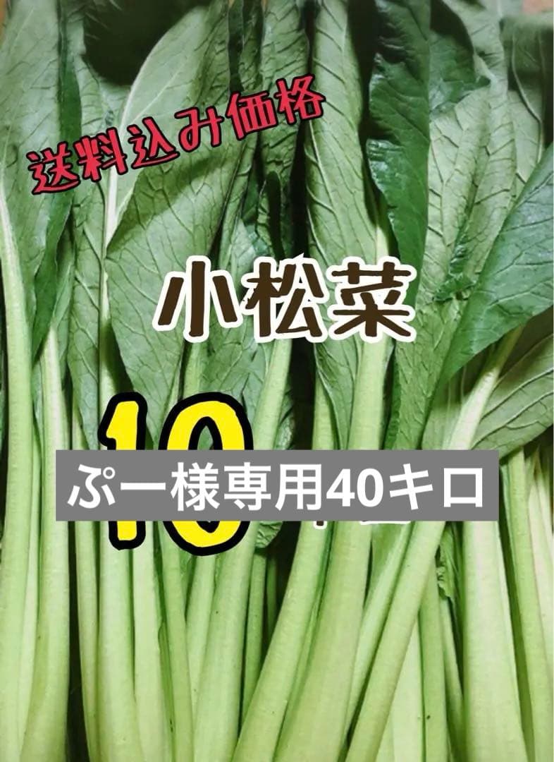 小松菜 40キロ