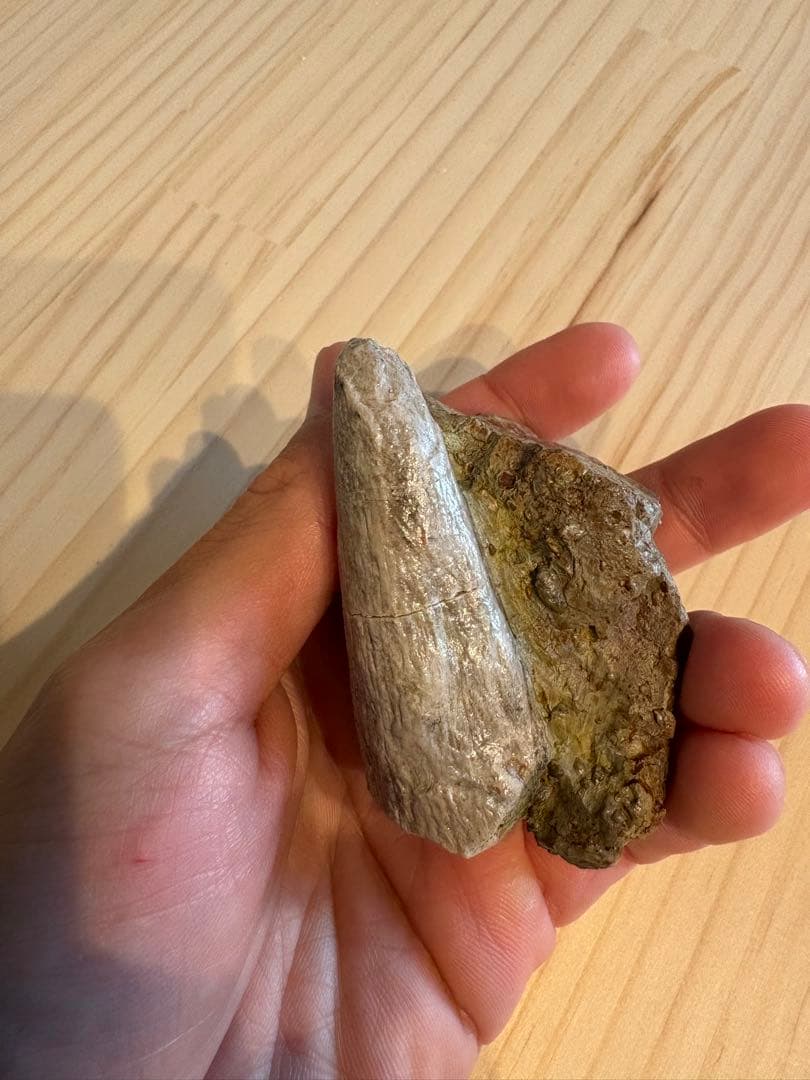 新種のアンキロサウルス　スピコメルスの棘　化石
