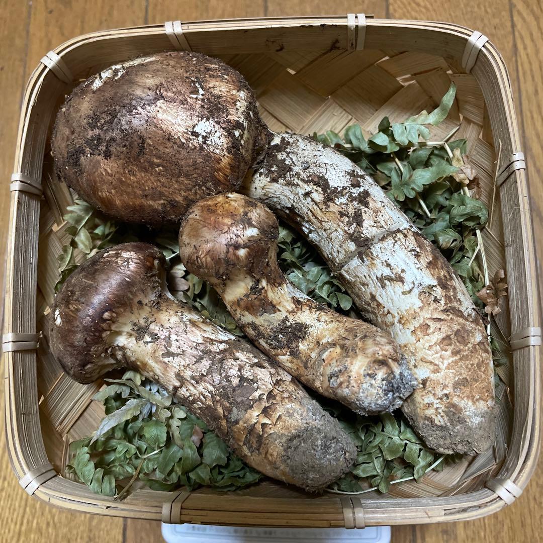岩手県久慈市産松茸260g