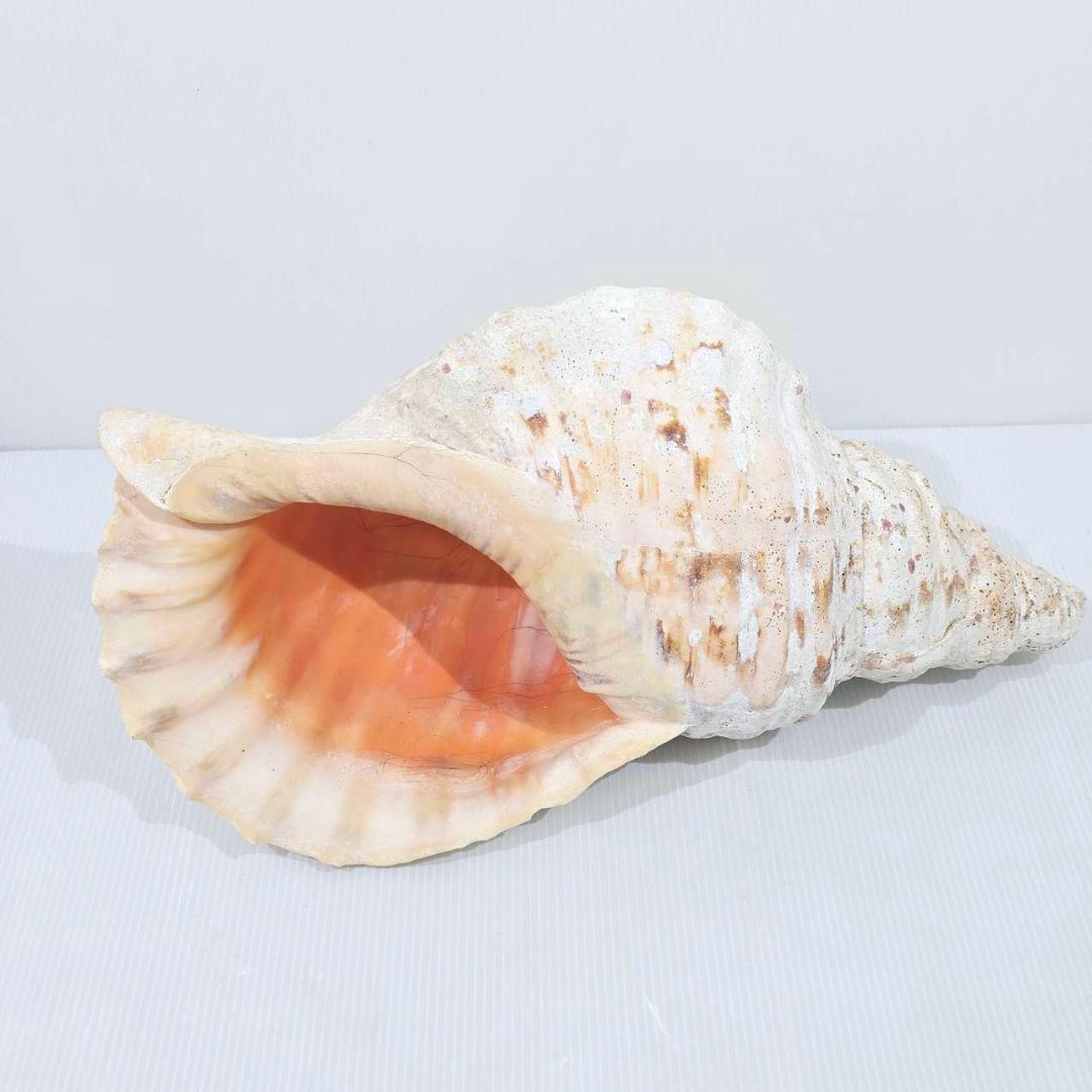 法螺貝 魔除け ほら貝 ホラ貝 36cm 巨大 オブジェ