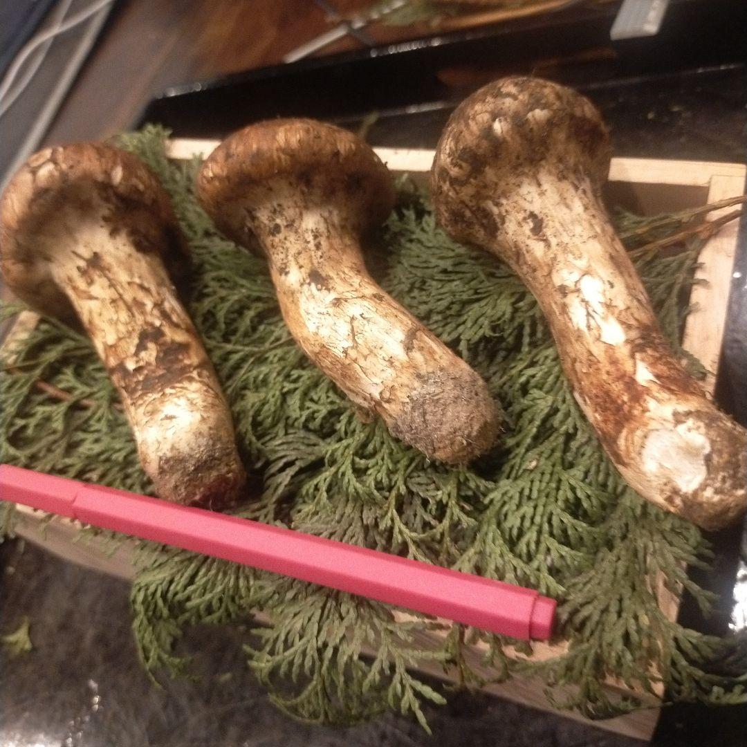 ①信州産 松茸　長野県　クール便　190g