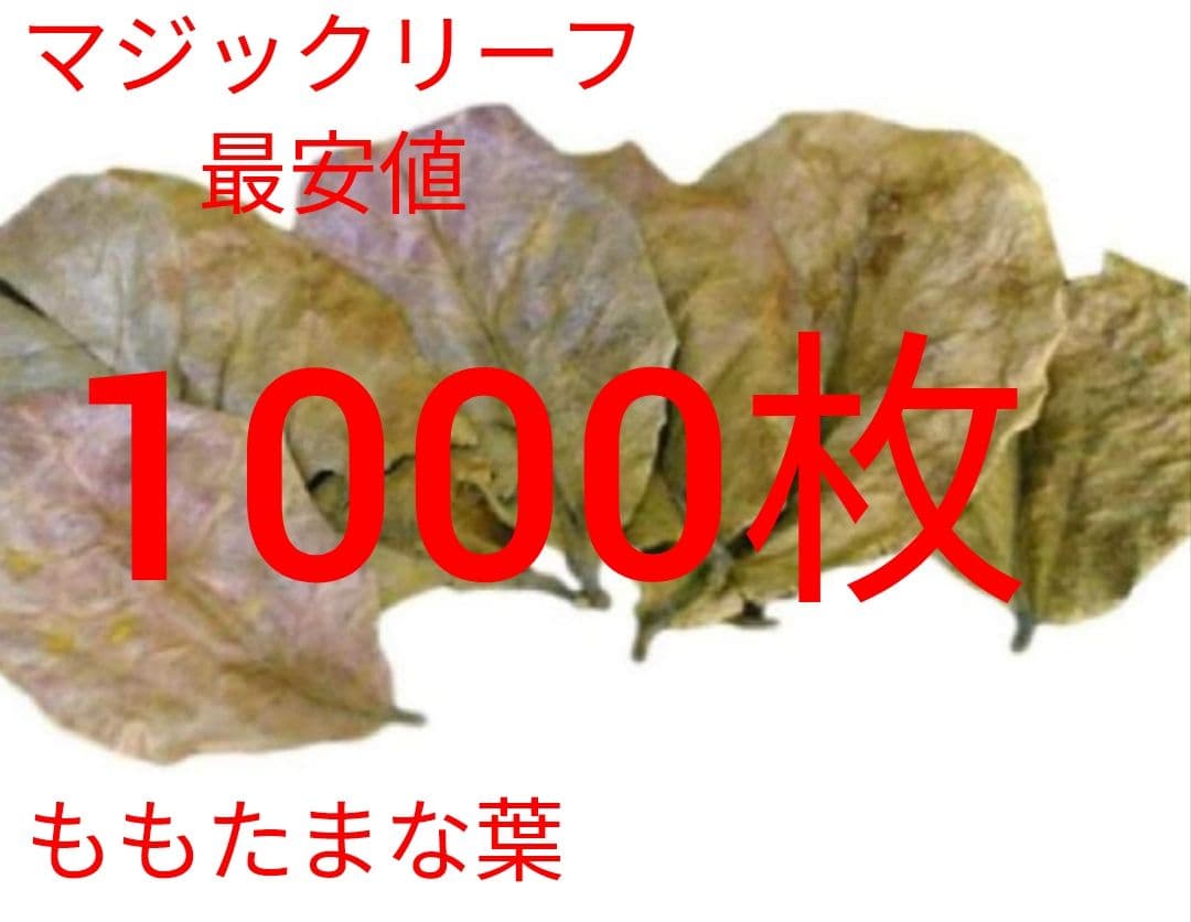 とし　リピート価格　ももたまな葉　1000　枚