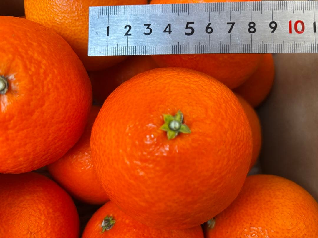 愛華28号（紅まどんな同一品種）3L、5kg×2