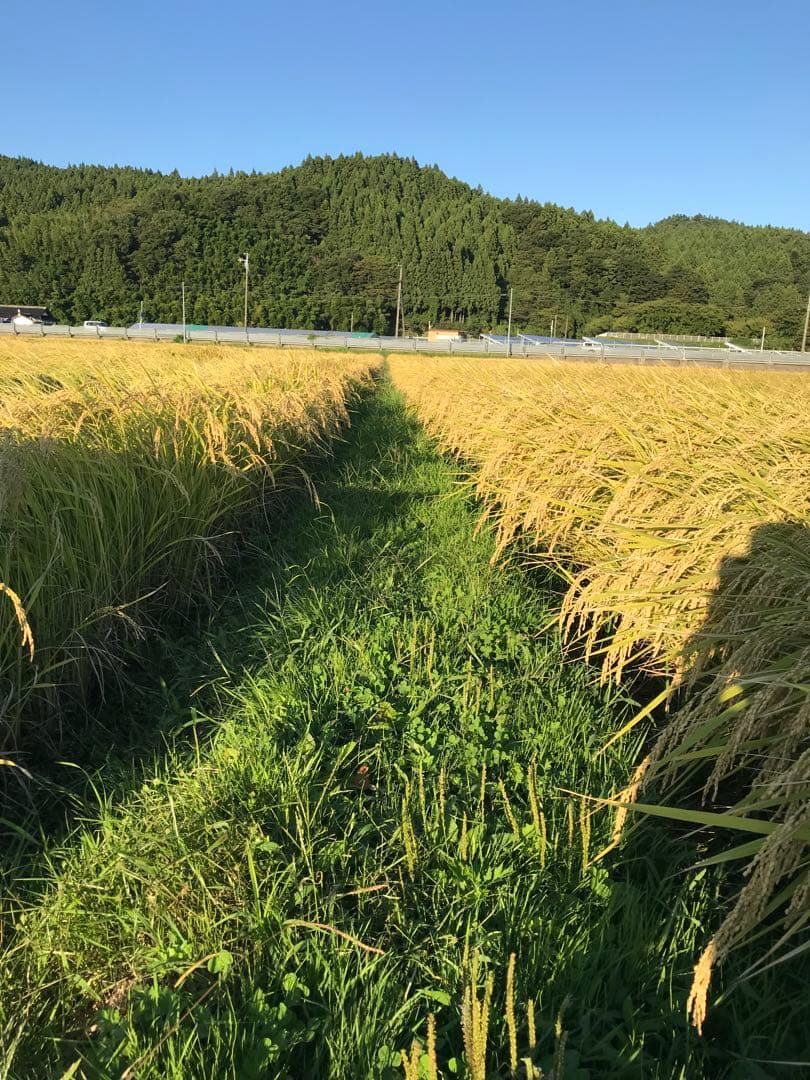令和7年産山形県無洗米雪若丸白米10k 送料無料！