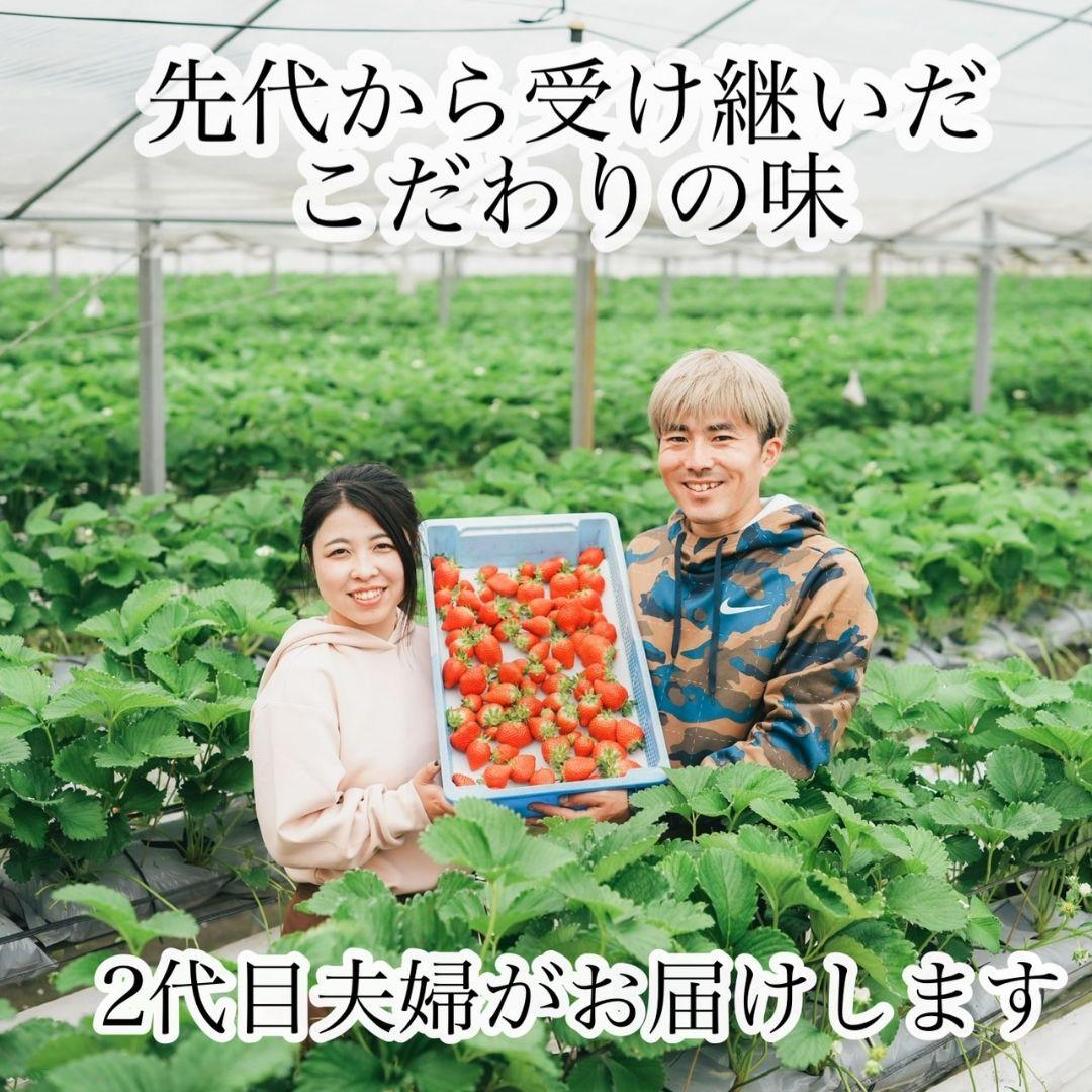 大粒‼️新鮮朝採りかんちゃん農園の甘いいちご