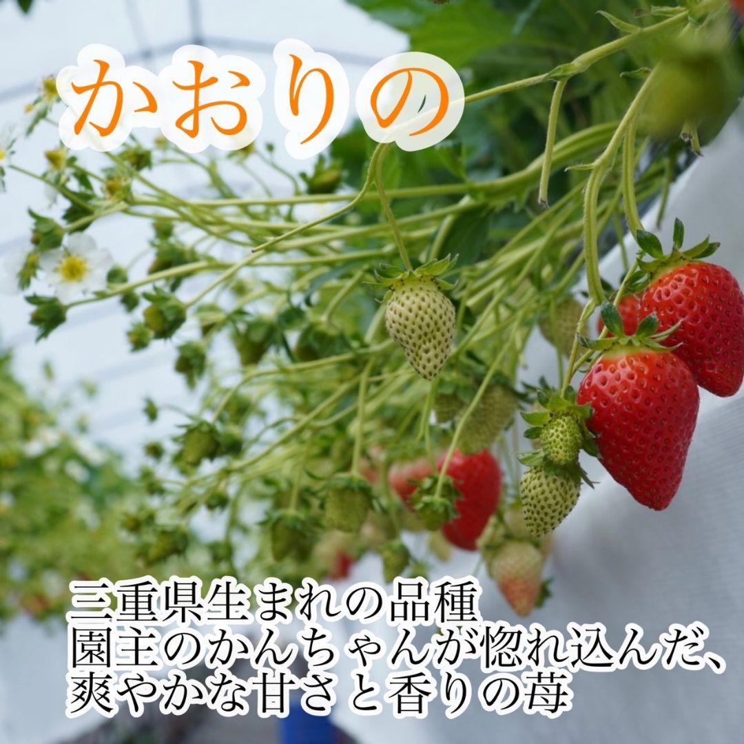 大粒‼️新鮮朝採りかんちゃん農園の甘いいちご