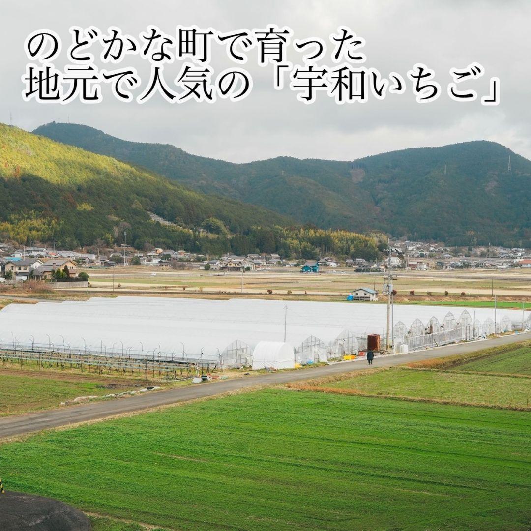 大粒‼️新鮮朝採りかんちゃん農園の甘いいちご