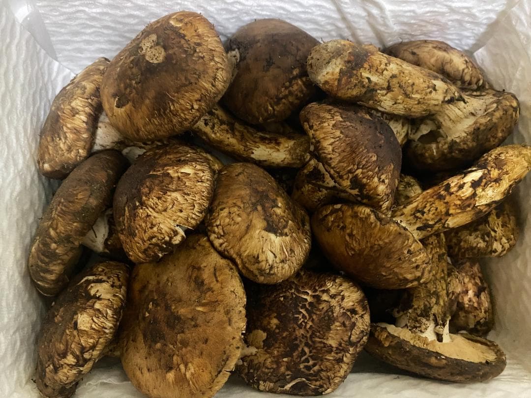 新鮮 マツタケ １ｋｇ・小粒