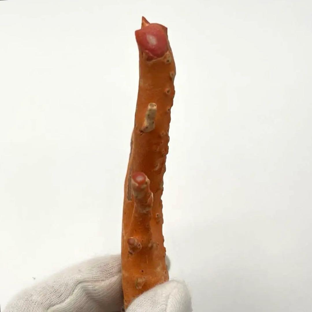 希少　桃色珊瑚　原木　本珊瑚　コーラル　標本　素材　彫刻材