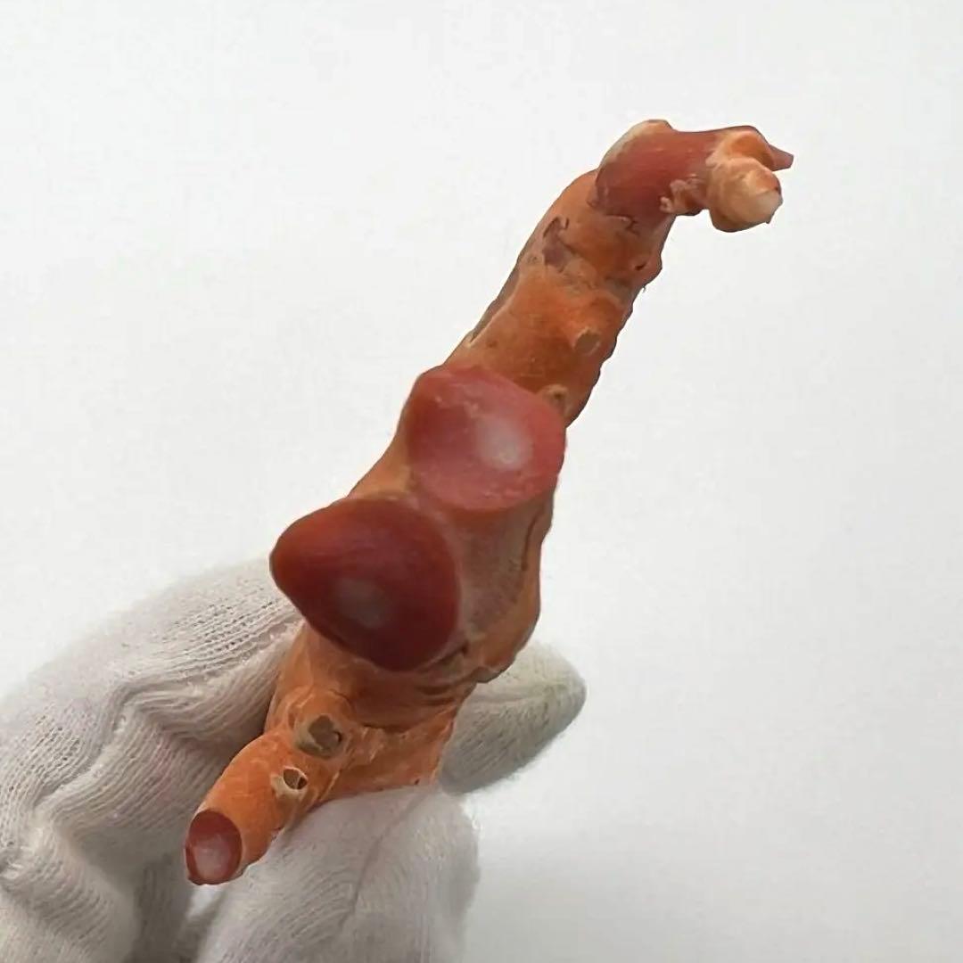 希少　桃色珊瑚　原木　本珊瑚　コーラル　標本　素材　彫刻材