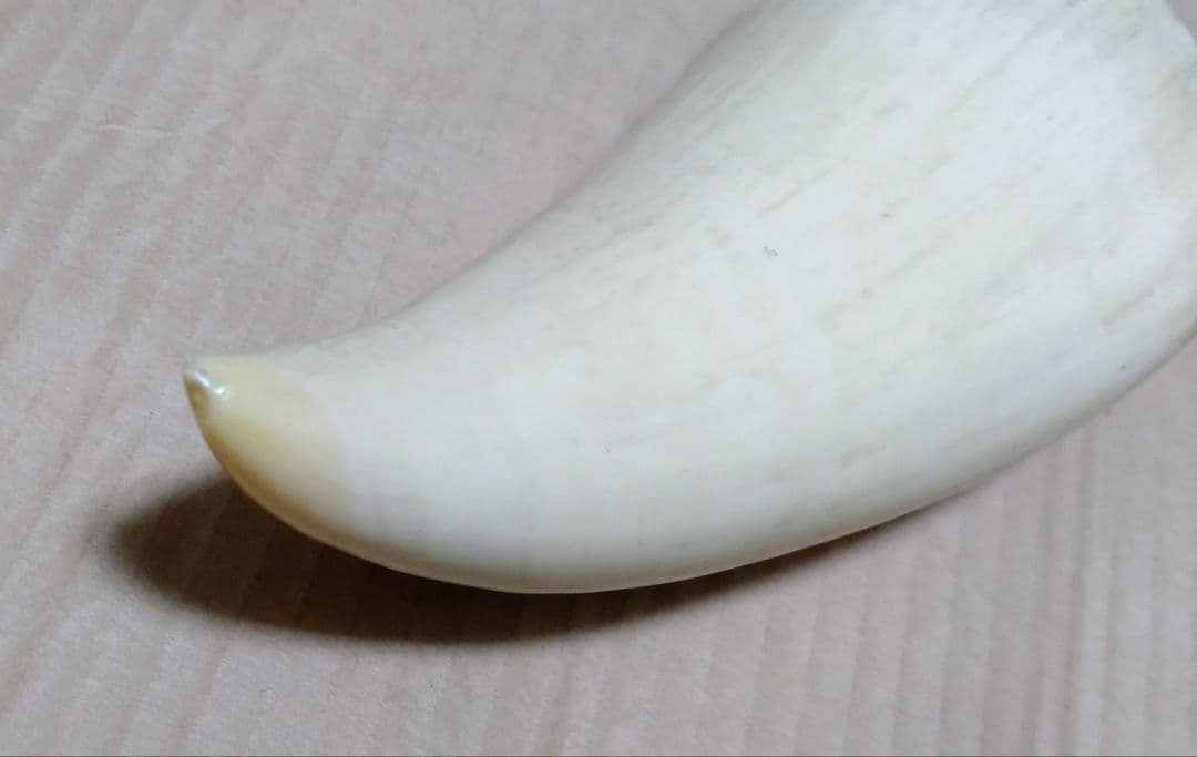 希少・天然素材クジラの歯 長さ約12cm