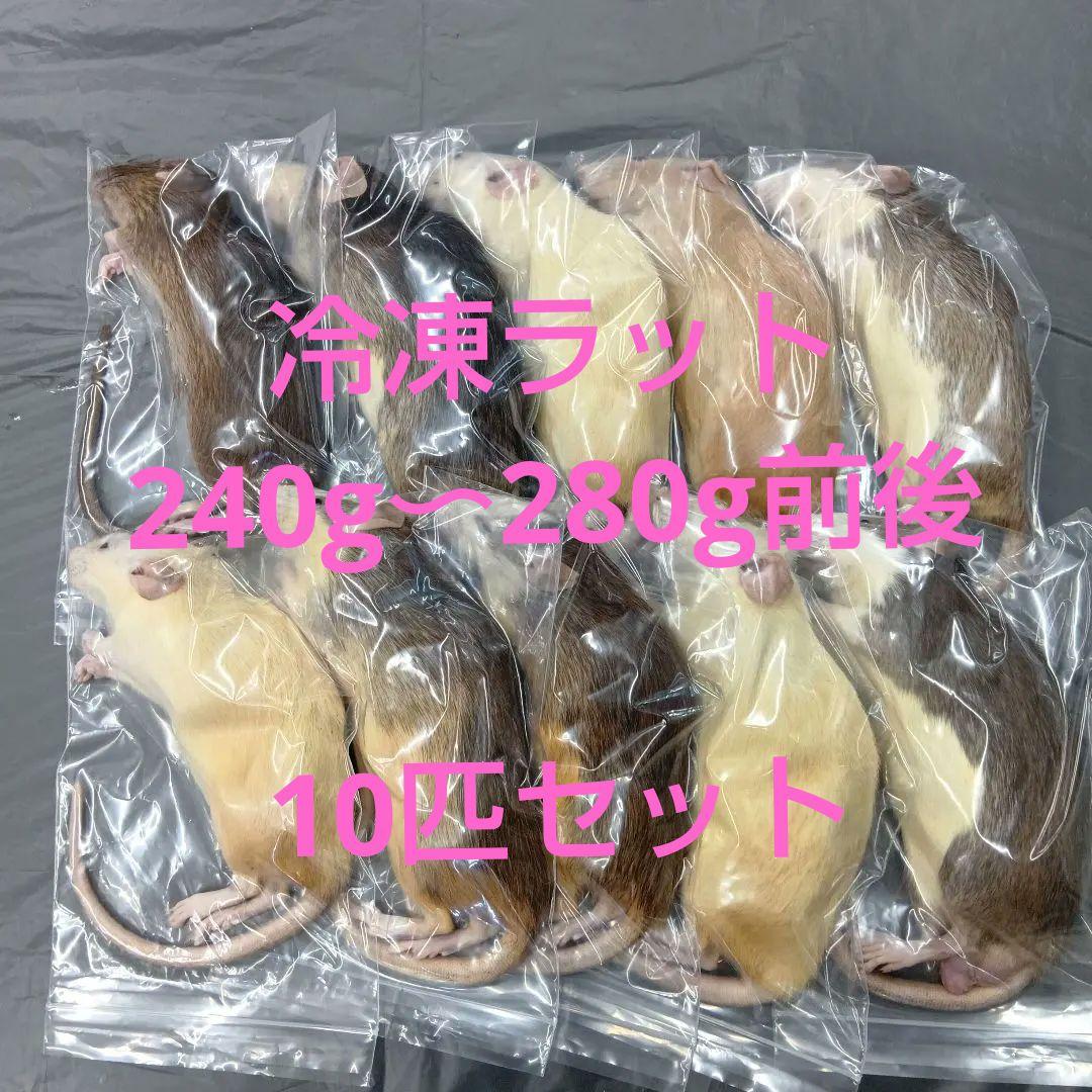 冷凍ラット
