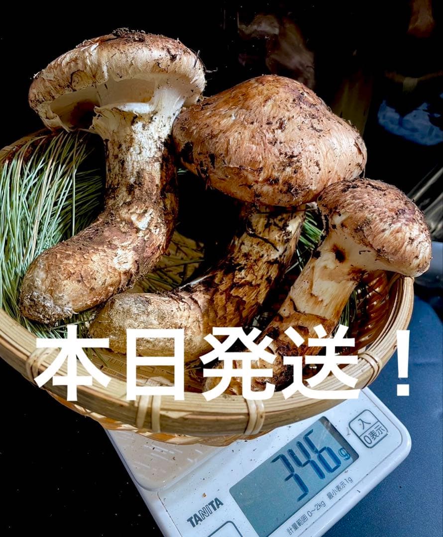 【大人気‼︎ 厳選340g 今期最終】 本日採れ‼︎ 極上 松茸◆クール便発送◆