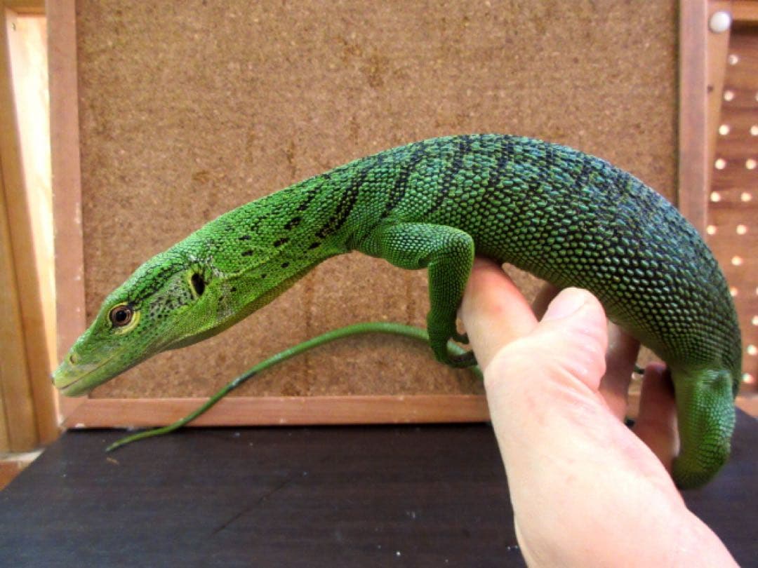 ミドリホソオオトカゲ 頭骨アクセサリー 標本 爬虫類 ネックレス 骨 標本 ヘビ