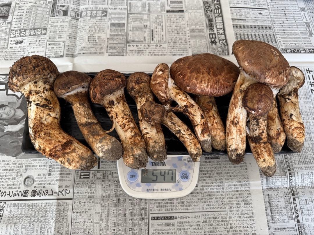 松茸　北海道　500g 訳あり　①　国産