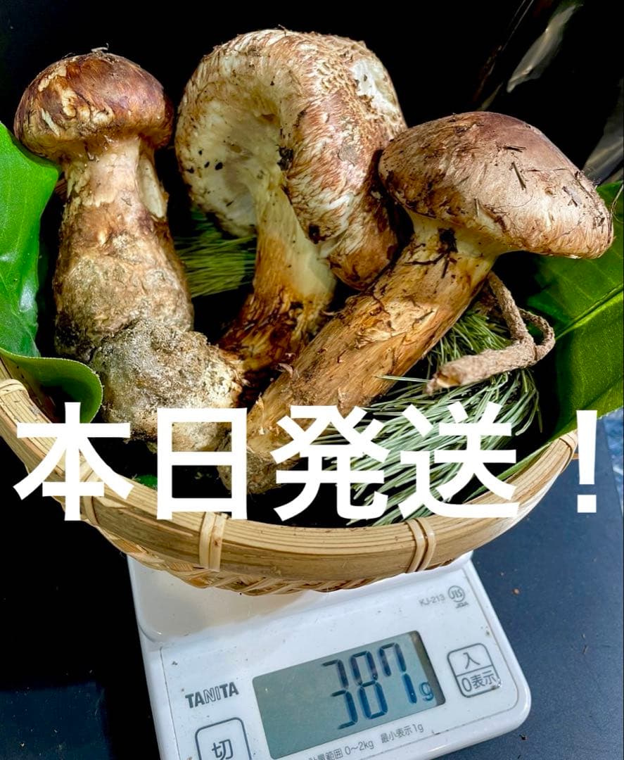 【今期最終‼︎ 希少品‼︎ 厳選セット 380g】本日採れ‼︎ 松茸◆クール便発送◆