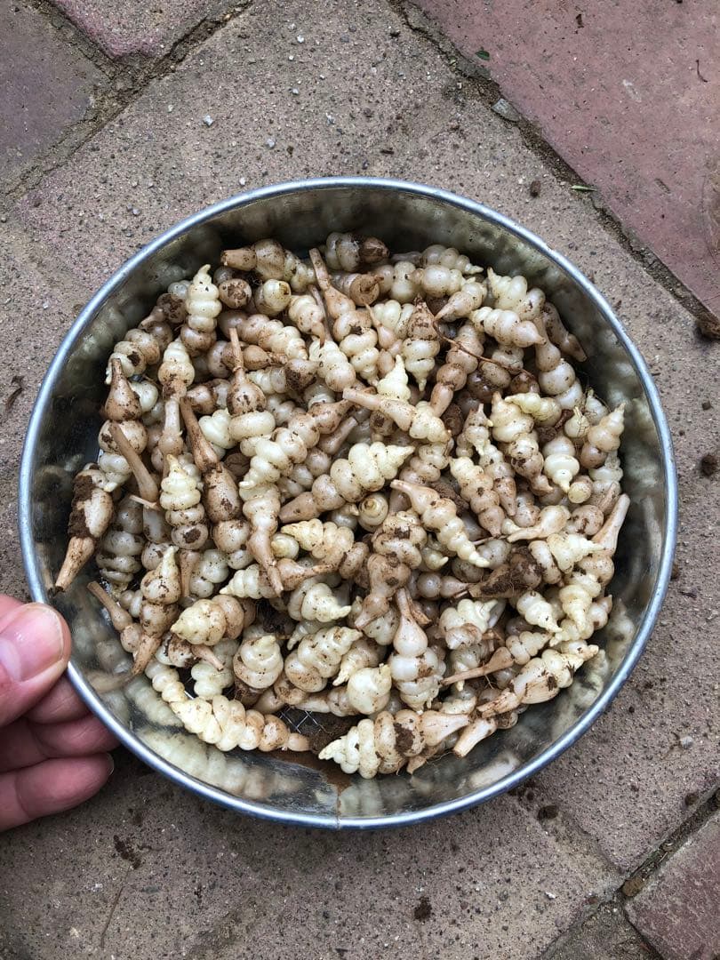 ちょろぎ2kg 珍しい生のちょろぎを採りたてでお届け※種芋にもなります#02