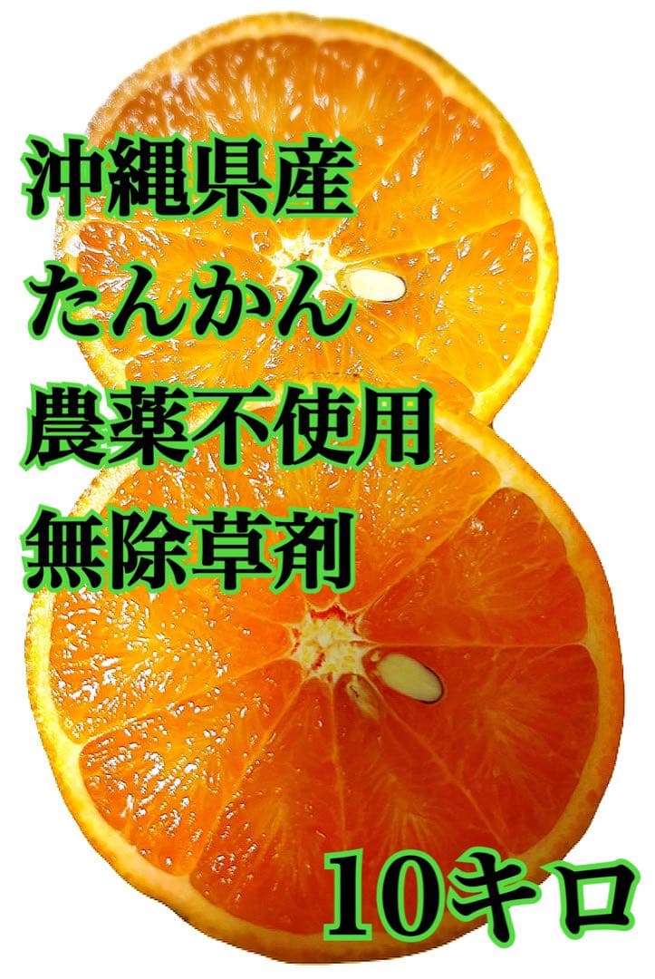 沖縄県産たんかん　10キロ　無農薬　中大サイズ混合
