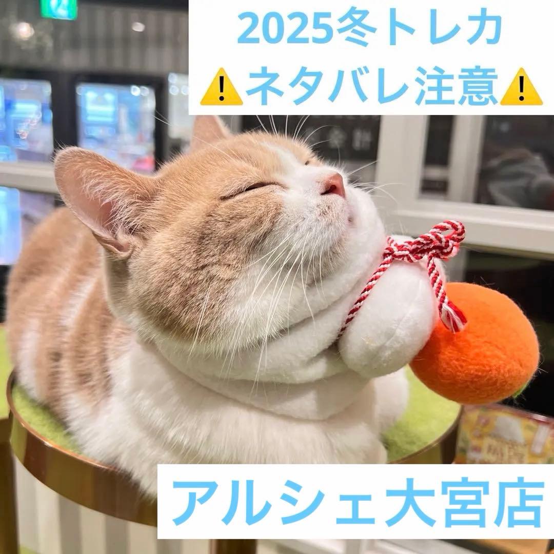 猫カフェmocha にゃんずトレカ　どきどきバレンタイン　アルシェ大宮店