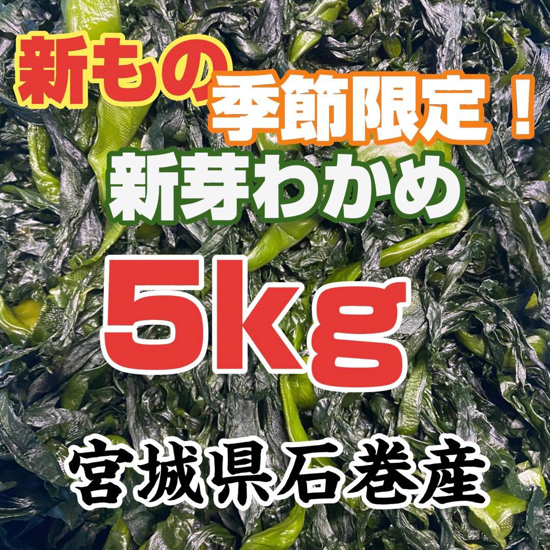 新芽わかめ 昆布の元セット 本日限り限定1箱