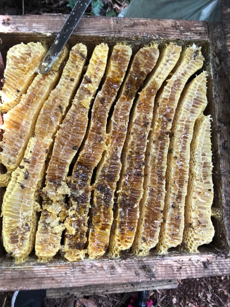 日本蜜蜂 純正ハチミツ 宮崎産山蜜　600g×2