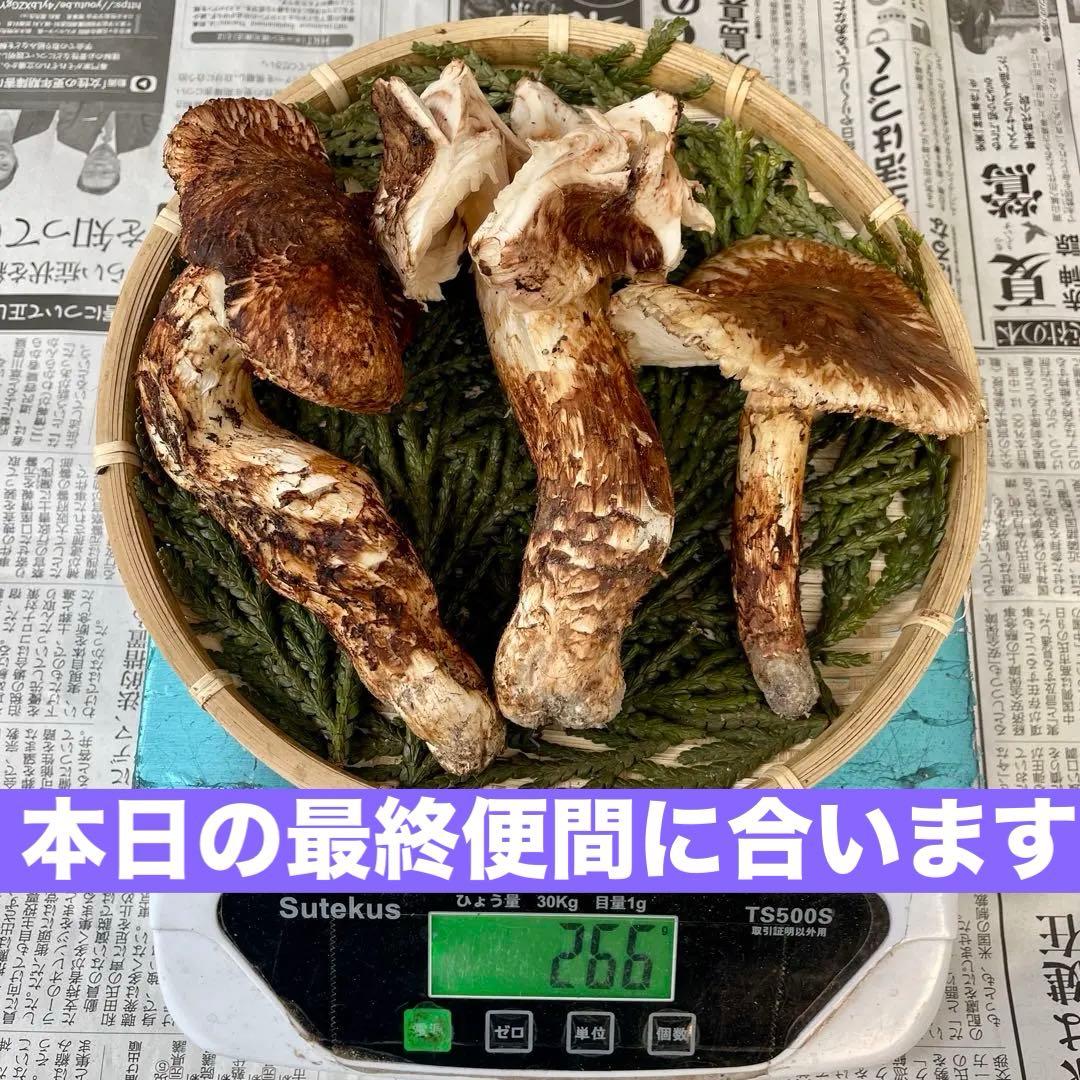 天然きのこ 松茸 国産 マツタケ まつたけ 山形県産 森の凛さん採取 その205