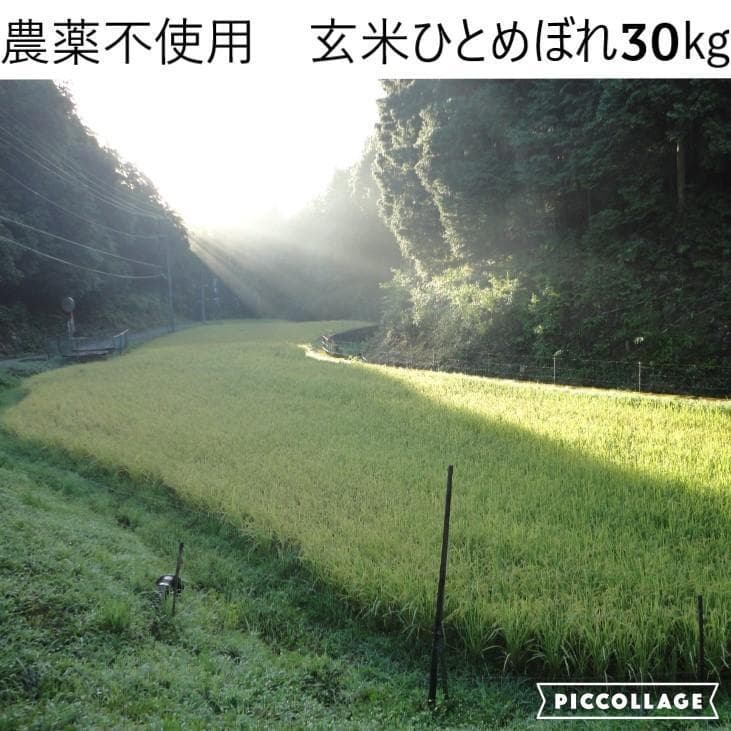 令和7年度 【湧き水栽培】農薬不使用玄米　ひとめぼれ 30㎏　奈良の農家直送