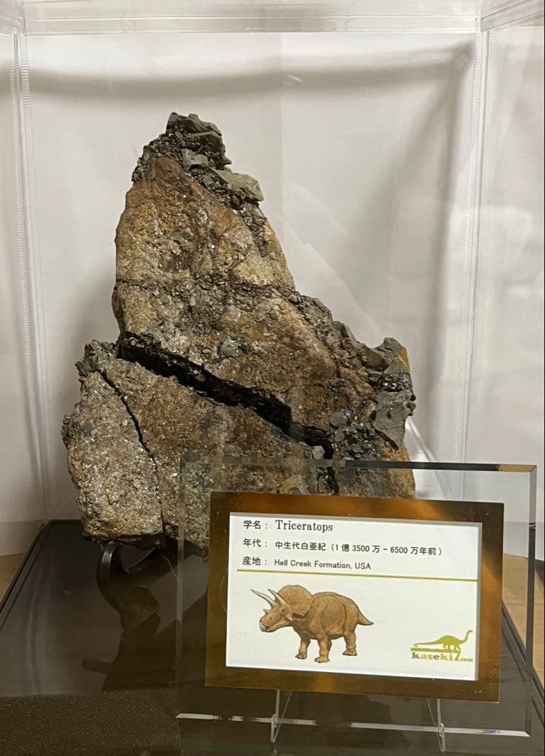 トリケラトプス　フリル　実物化石