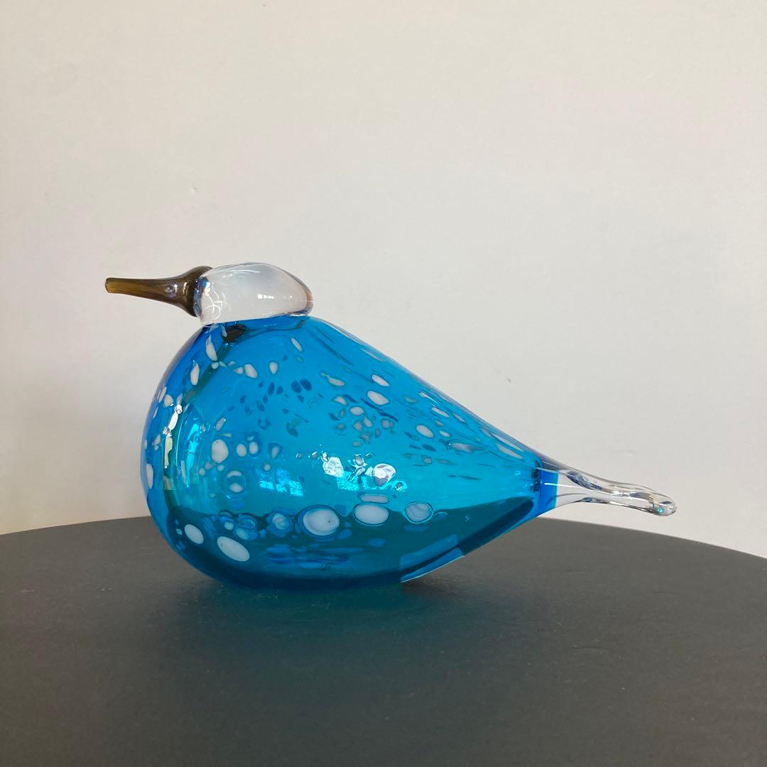 イッタラバード　ブルーフィンチ　blue finch ⑦