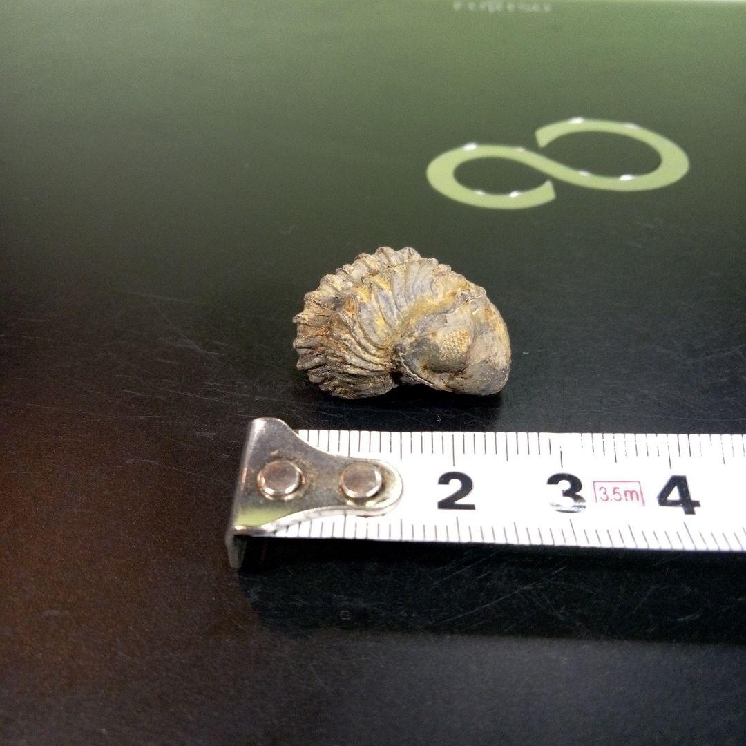 三葉虫　化石　fossil　ボリビア産　trilobite　ノジュール管理⑩