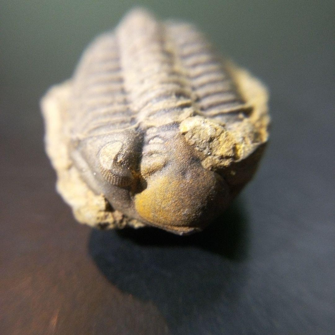 三葉虫　化石　fossil　ボリビア産　トライロバイト　Fossil番号⑨