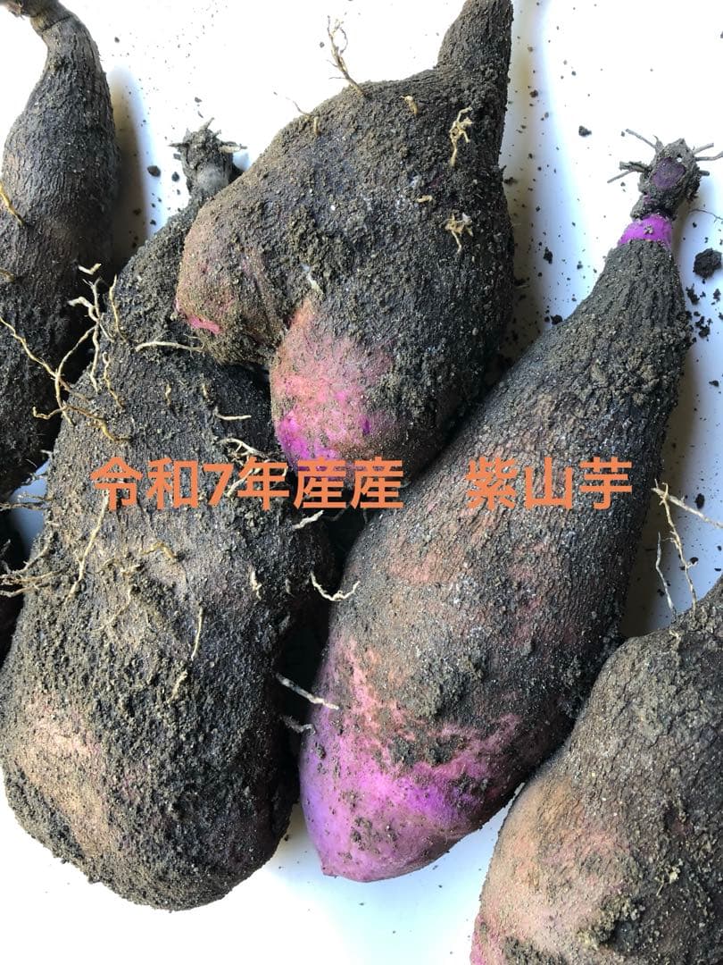 令和7年度　紫山芋