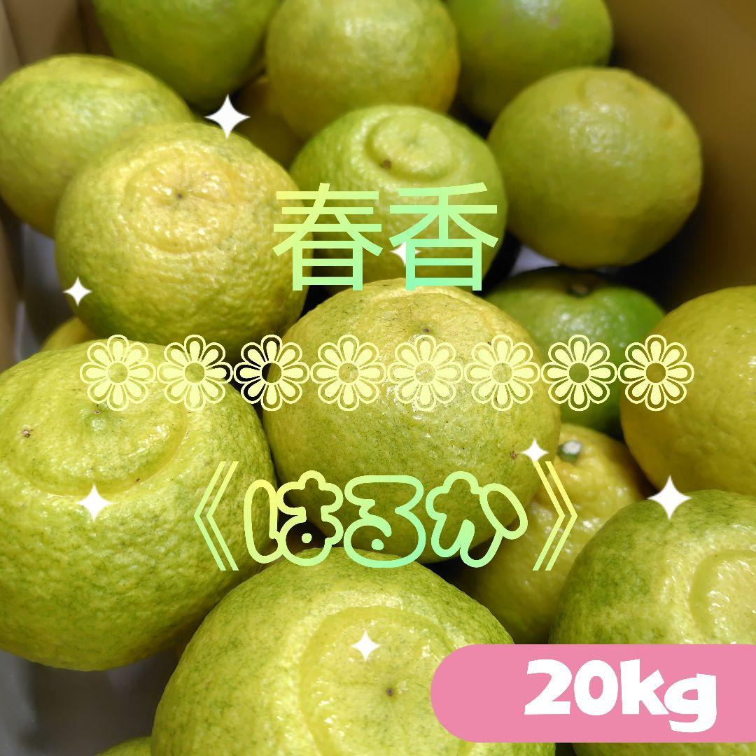 【ꕤ419】はるか『ご家庭用』熊本みかん（20kg）
