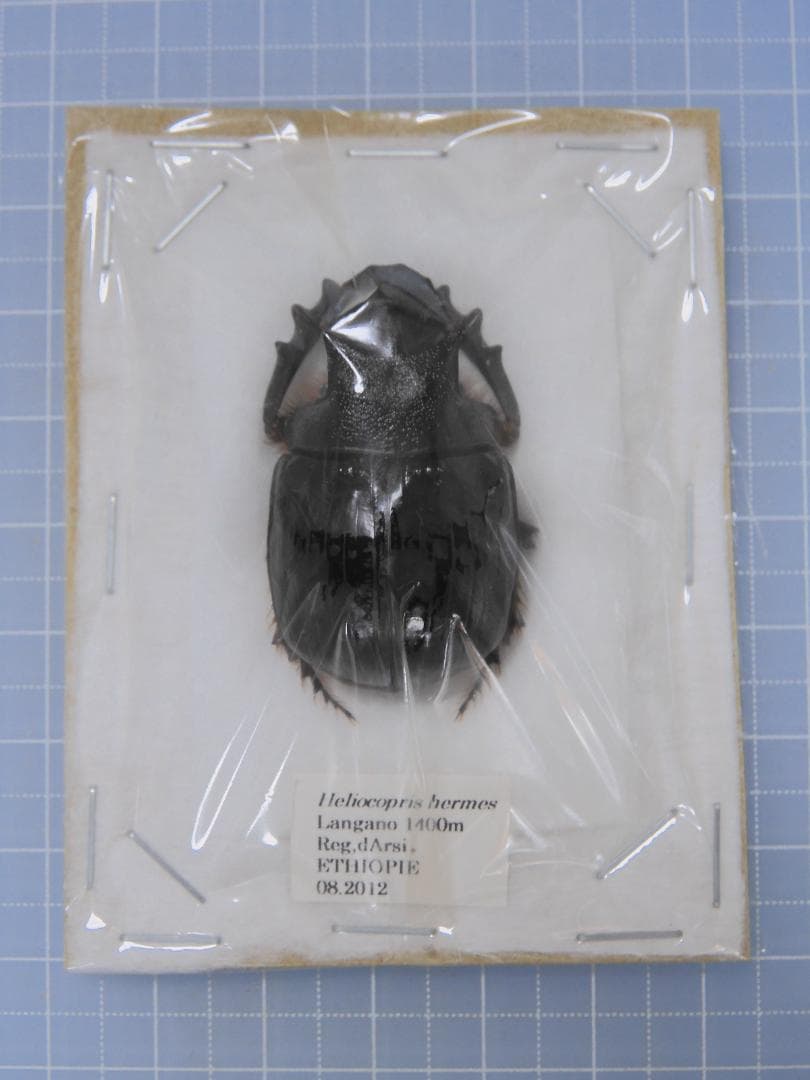 標本 Ethiopia Heliocopris hermes 37mm