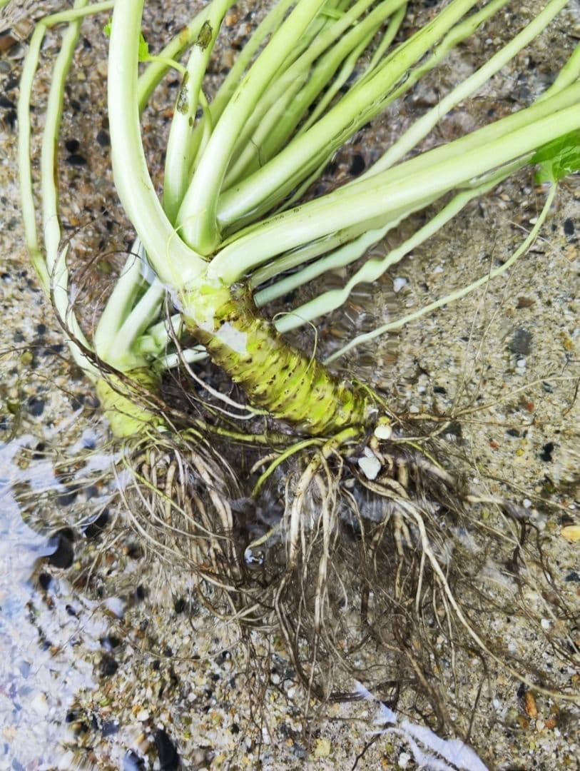✨生わさび 1kg✨ 安曇野産 生わさび わさび 茎付きわさび