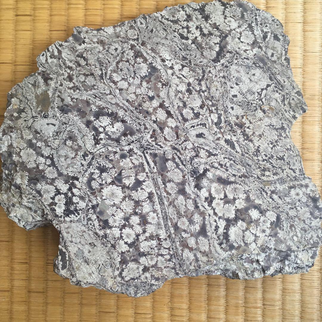 菊花石 置物