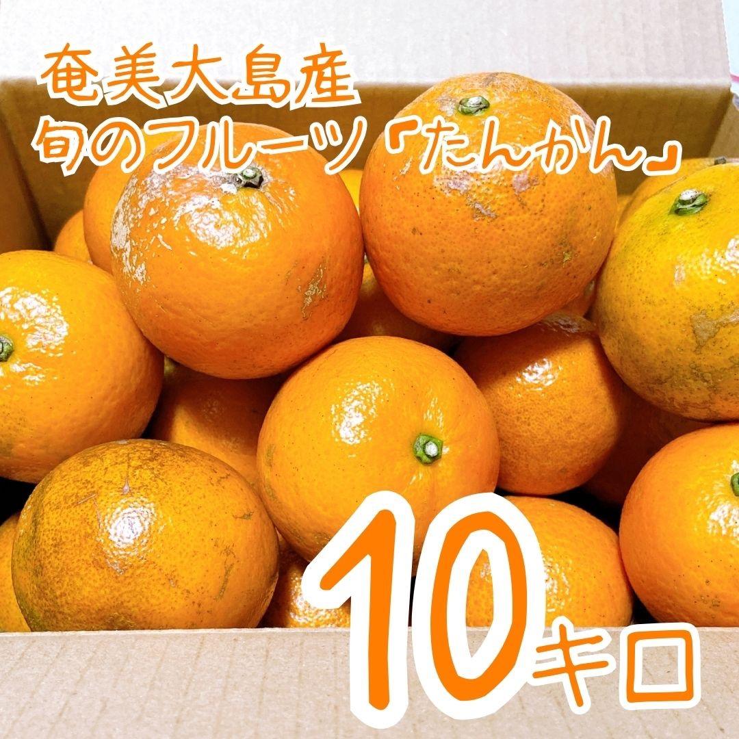 #2 世界自然遺産 奄美大島産 完熟たんかん 10キロ 特産品 加工用 柑橘 旬