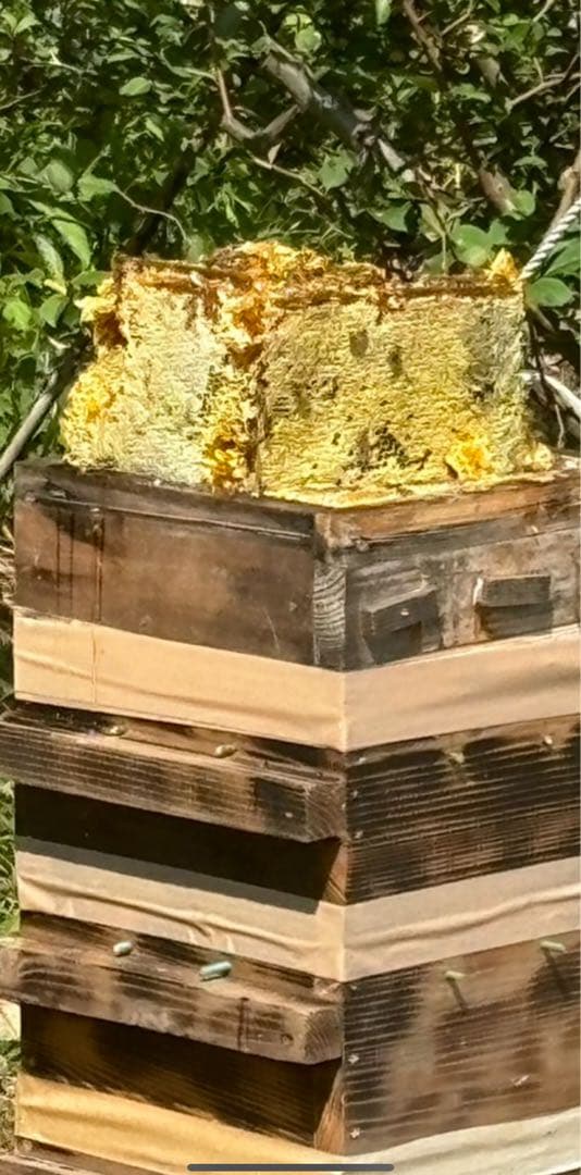 日本蜜蜂のハチミツ